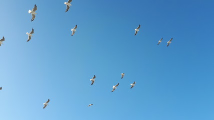 Flying birds on blue sky