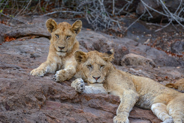 Lions on rocks in the Kruger national park