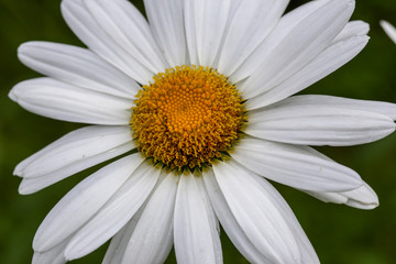 Beautiful meadow daisies closeup. Moscow region.