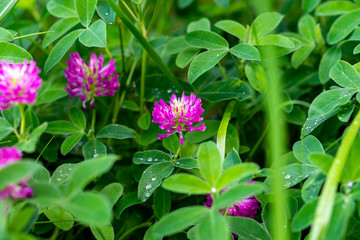 Fototapeta premium Macro photo of nature plant flower clover.