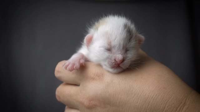White newborn kitten in woman hands