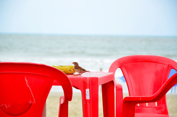 bird on the beach