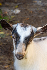 Portrait of a cute young goat in the paddock. Farm animal in the village
