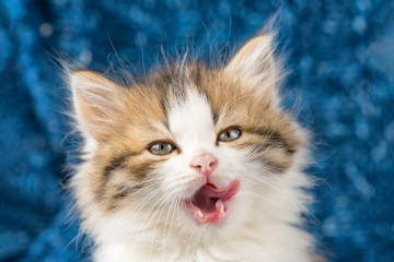 Naklejka na ściany i meble portrait of a cute fluffy kitten licked