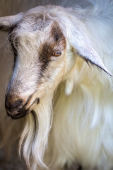 Obraz premium Portrait of a cute young goat in the paddock. Farm animal in the village
