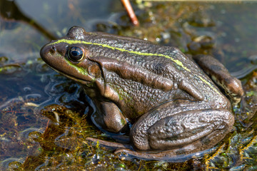 Macro photo Nature amphibian lake frog sitting on a snag, catches flies. T