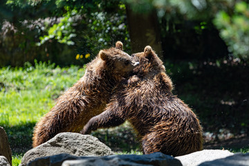 Two brown bears fighting in the river