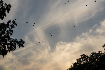 Small birds flying across the park with the streaks of clouds in the background of a high noon sky