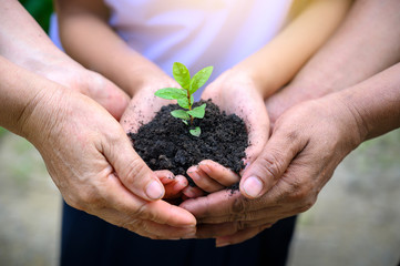 environment Earth Day In the hands of trees growing seedlings. Bokeh green Background Female hand...