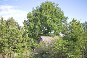 Large trees on the summer cottage in summer