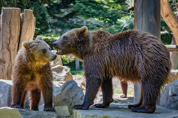 Obraz premium Brown bear cub with his mother