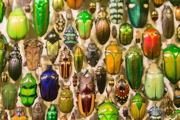 Insect color diversity (red, yellow, green, black) - obrazy, fototapety, plakaty