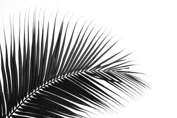 Obraz premium palm coconut leaves on white background