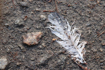 White feather in waterdrops on the ground on the day light. Top view. Art concept