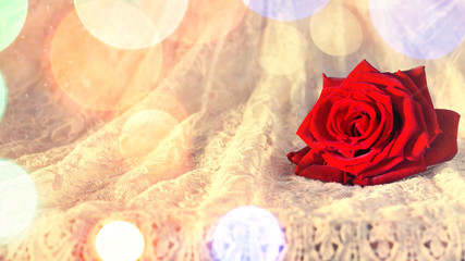 Red rose in the morning sun on a rustic-style lace dress. Valentine's day background