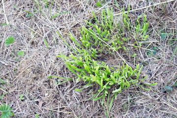 mowed dry and green grass