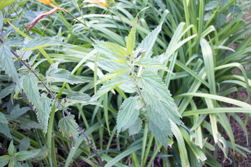 dense thickets of green nettle