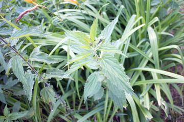 Obraz premium dense thickets of green nettle