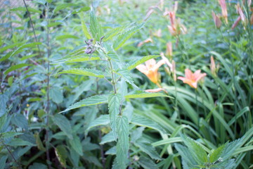red-orange flower with green leaves