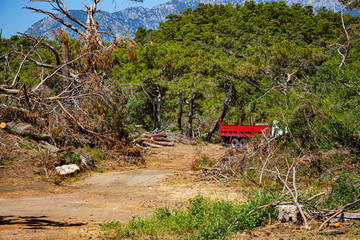 Destruction of forests and illegal export of wood.