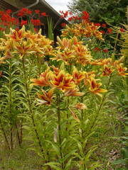 Yellow lily flower, Lily flower in the garden. Shallow depth of field.