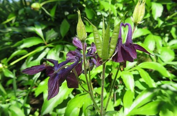 Purple aquilegia flowers in the garden on natural green background 