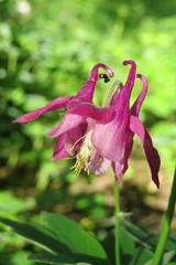 Beautiful pink aquilegia flower in the garden, closeup 