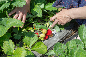 The process of picking strawberries. Hands spreading the greens to get to the ripe and tasty berries and collect them in a bowl