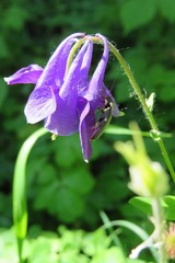 Purple Aquilegia flower in the garden, closeup