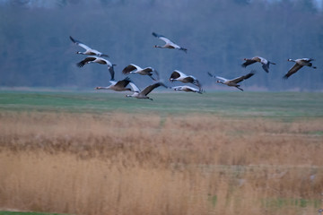 Kraniche bei der Frühjahrsrast in Mecklenburg Vorpommern