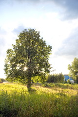 Lonely linden on a green field in the rays of the sun