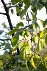 Green bushes and branches with plums