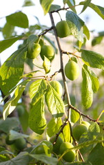 Green bushes and branches with plums