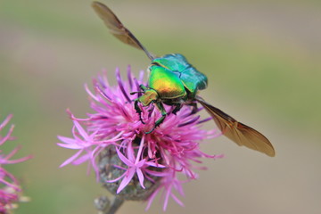 beetle collects pollen (Cetonia aurata)