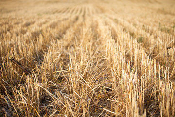 Close-up of the stubble of a mowed wheat field of wheat, rows of ears on a mowed field