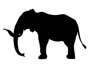 Fototapeta premium elephant silhouette vector