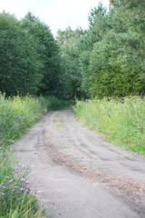 Rural dirt road on a summer day