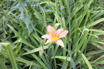 red-orange flower with green leaves