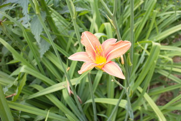 red-orange flower with green leaves