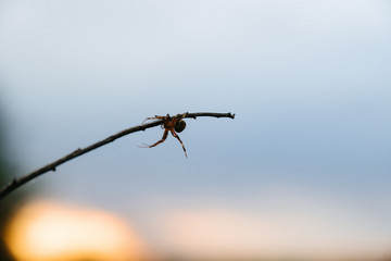 Web of a spider against sunrise in the field covered fogs