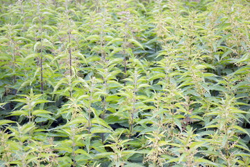 dense thickets of green nettle