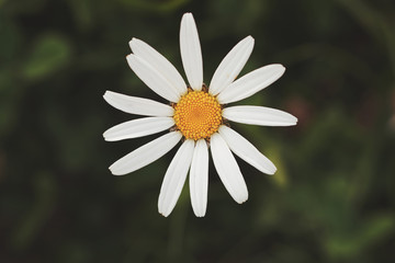 One chamomile flower, daisy against a background of green grass. Top view, flat lay, close up