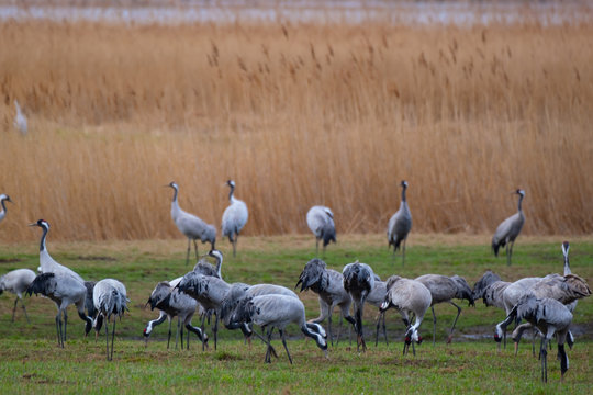 Kraniche bei der Fr&uuml;hjahrsrast in Mecklenburg Vorpommern
