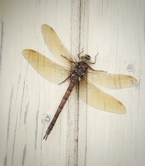 dragonfly on white background