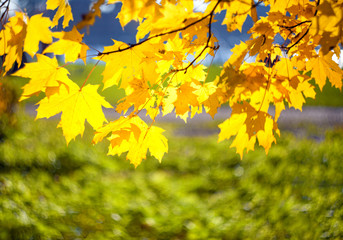 Naklejka na ściany i meble Yellow autumn leaves of a maple on a tree branch lit by the bright sun on a blurred background of grass.
