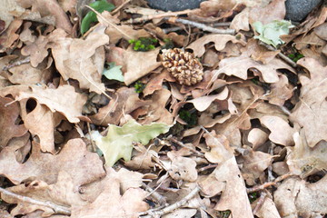 dry oak leaves and pine cone