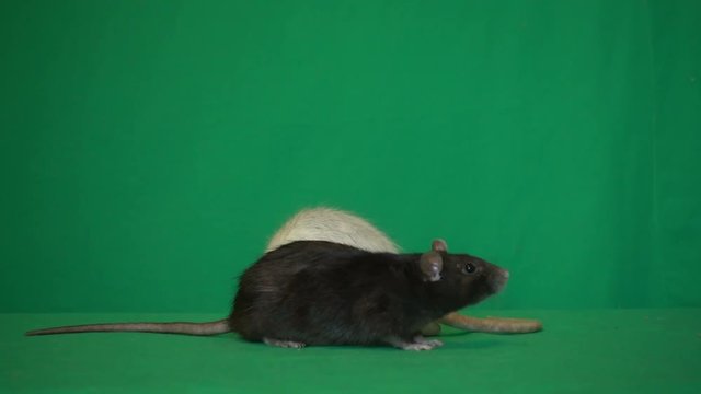 black and white rats on a green background