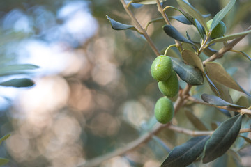 Olives on a branch of an olive tree. Detail close-up of green fruit olives with selective focus and...