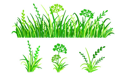Green grass isolated on white background, vector illustration. Spring greenery herb plant. Horizontal banners of meadow silhouettes.