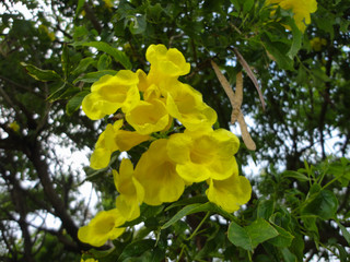 Flores amarillas colgadas de un arbol y hojas verdes